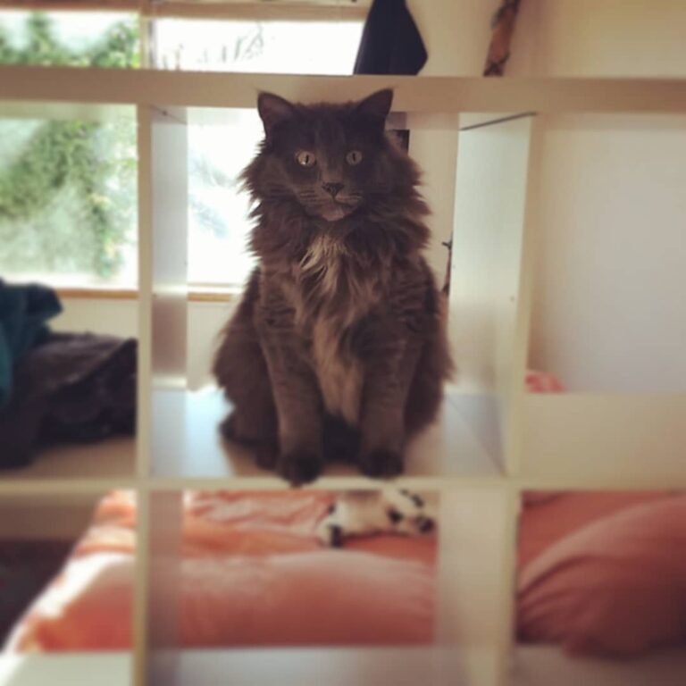 Cat box