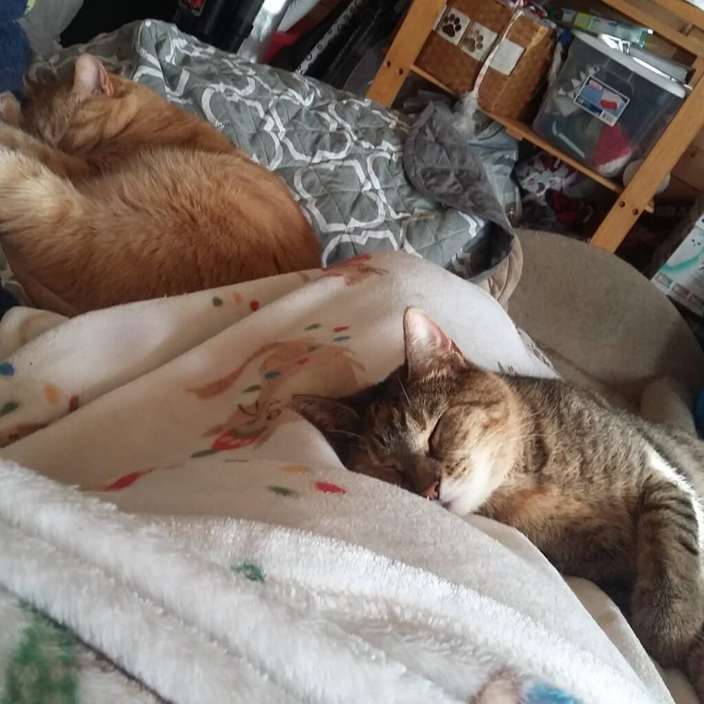 Caturday naptime with mama