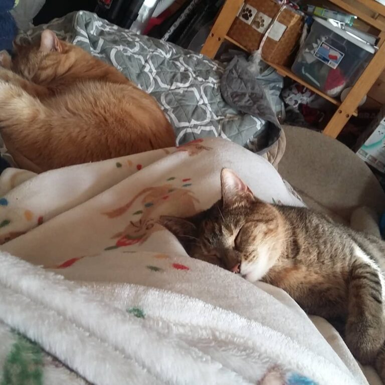 Caturday naptime with mama
