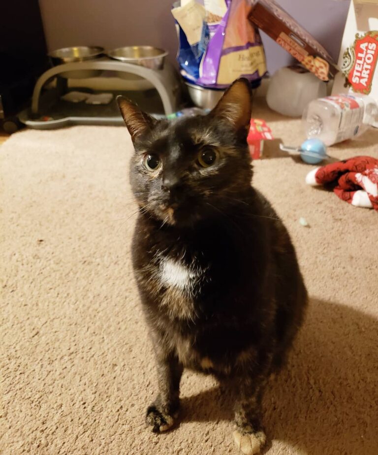 Caturday question: how did you fellow kitters get your names? My mom
