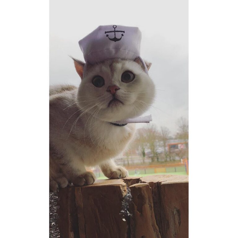 Chapori: Are you ready cats?! Cats: Aye aye Captain!! Chapori: I