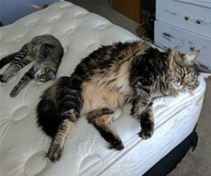 FunnyCatSite