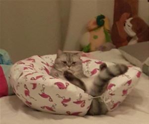 FunnyCatSite