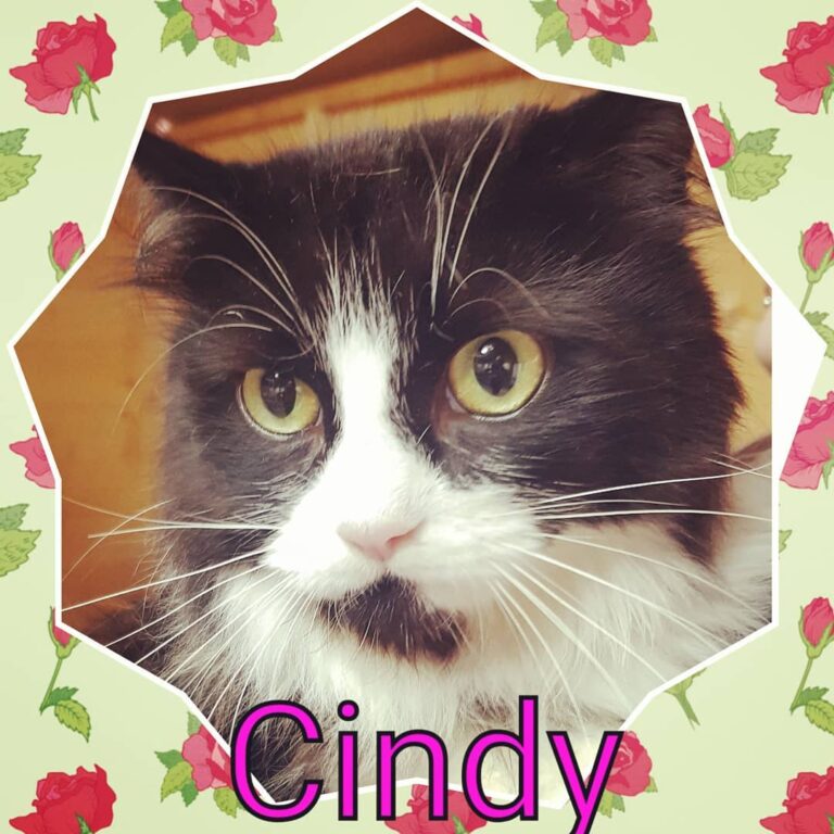 Cindy