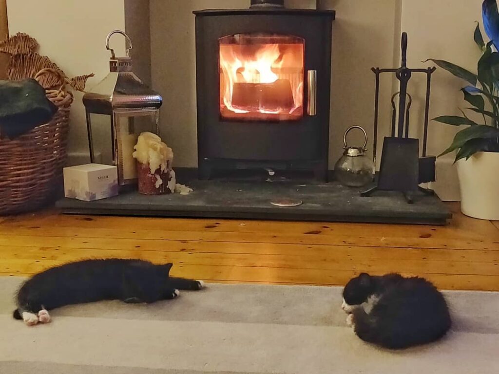 Cute Cat Moment