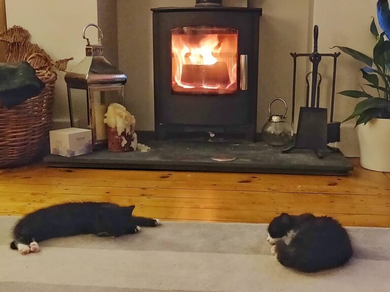 Cute Cat Moment