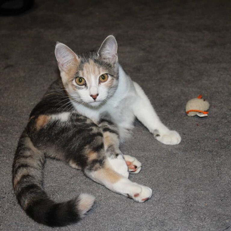 Cutest cat ever . . . . . .