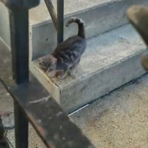 Day 5 Kit ♡ sound on • 365 days ago I rescued you You rescued me