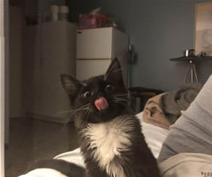 FunnyCatSite