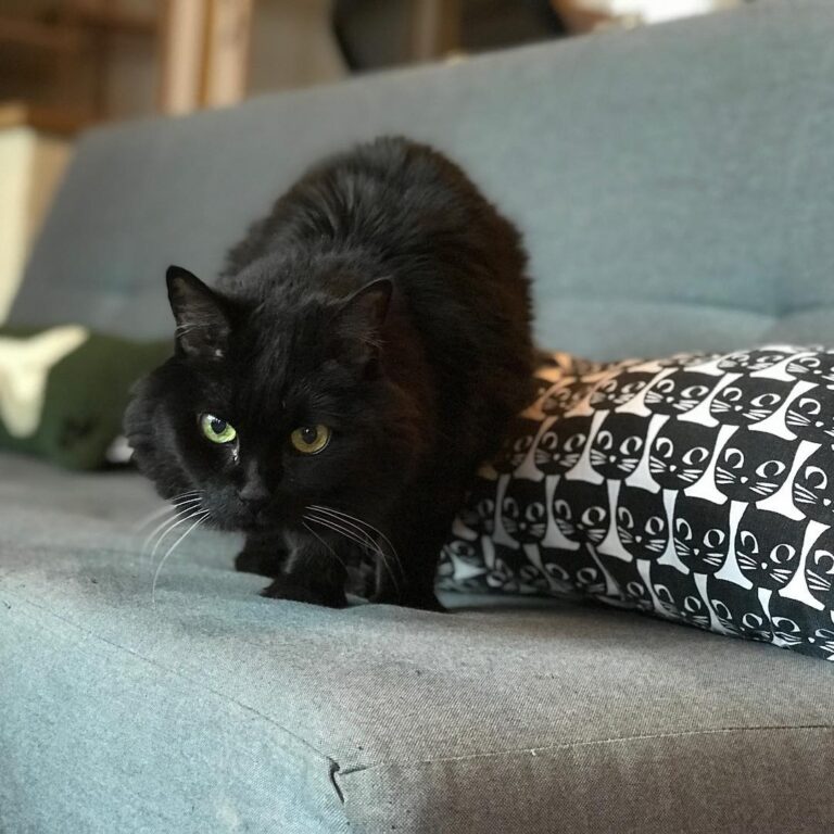 Diega enjoying Caturday here at Pounce!
