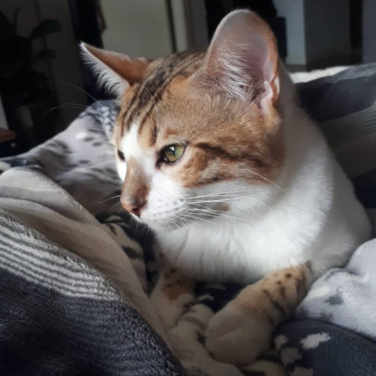 Do kittens eyes change color? Ukee’s are changing from gold to green