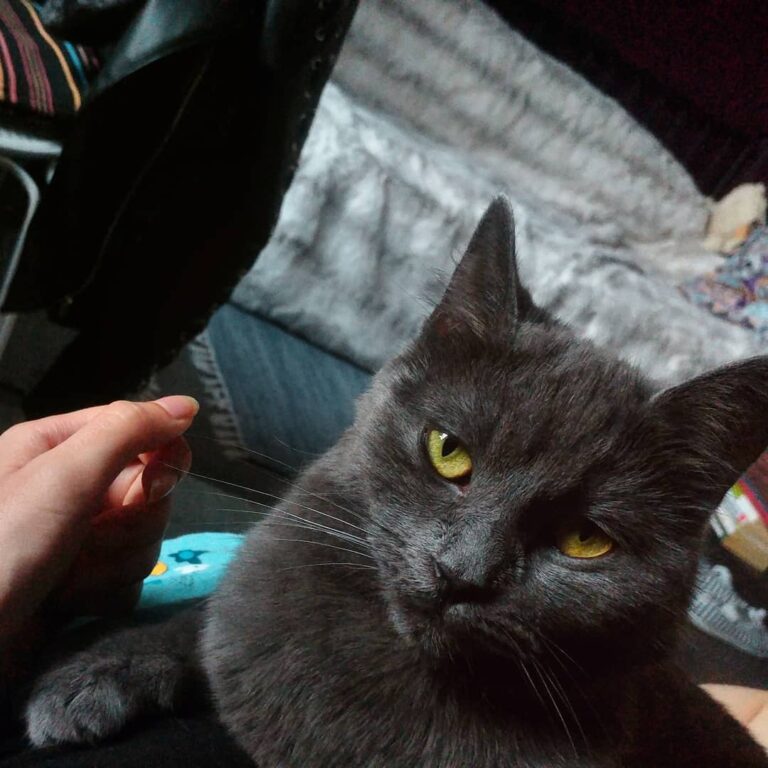 Du hast das neue Video noch nicht gesehen? Glitzer’s Katze ist