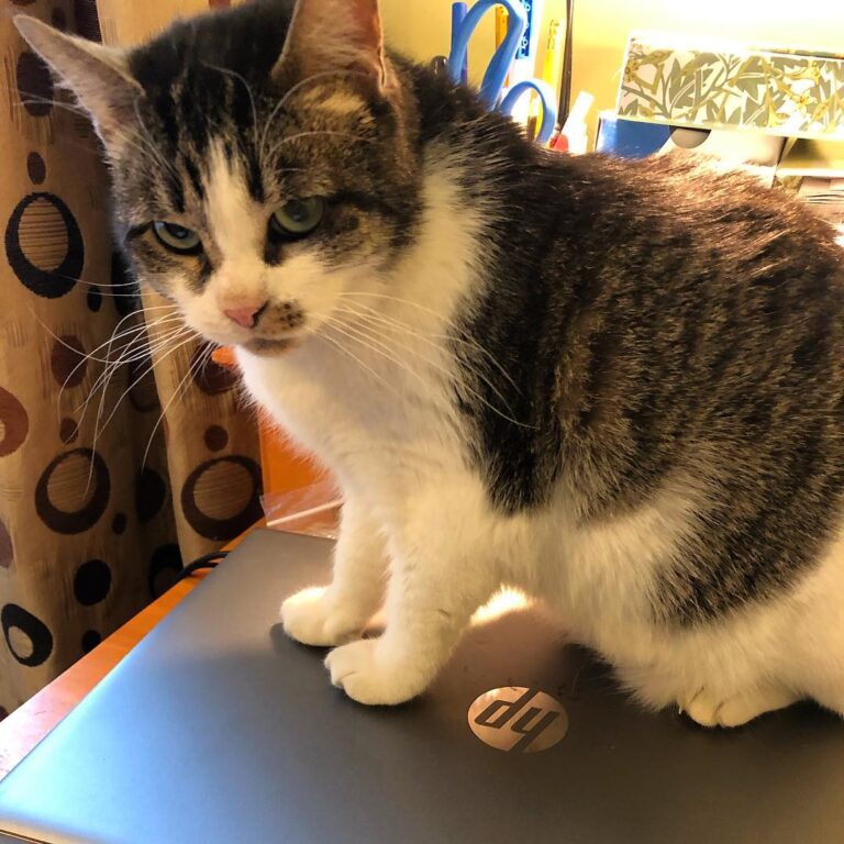 Enough work, humans – play with me now!