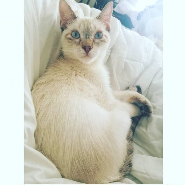 Furever in a chill and sweet mood