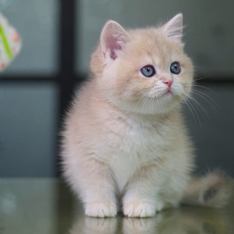 Galeksy’s Blue Golden Armu, girl BRI ay12, date of birth 10.11.18,