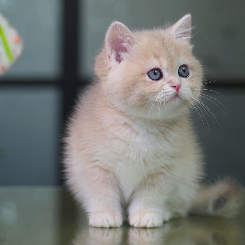 Galeksy’s Blue Golden Armu, girl BRI ay12, date of birth 10.11.18,