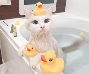 FunnyCatSite