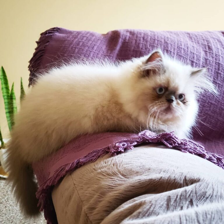 Good Caturday Furriends!!!
