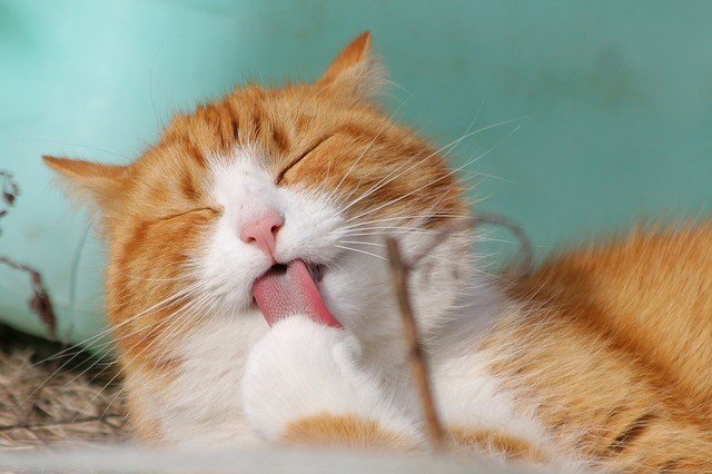 Happy Caturday! Use the hashtag so we can see your furbabies!