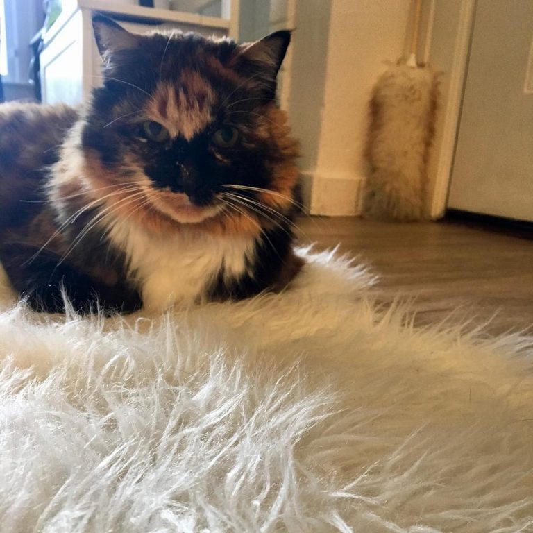 Happy #Caturday! We’re relaxing at home today, in anticipation of a big rain storm. Stay dry!