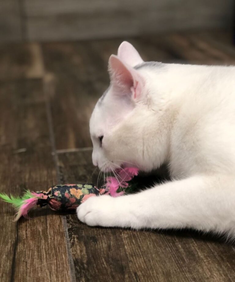 Happy ! Today is Fizzle’s first day in Paradise – he loves having the