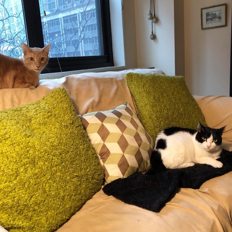 Happy caturday!