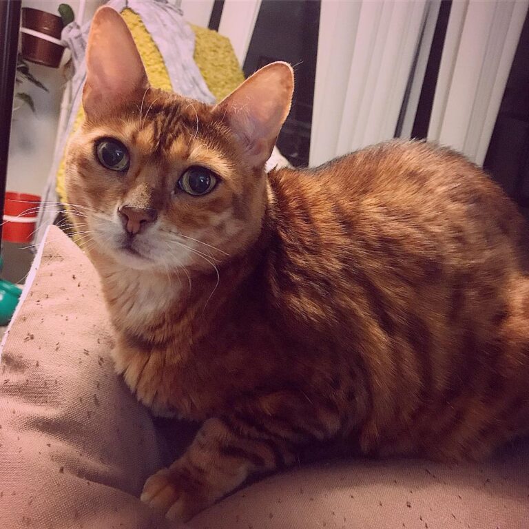 Happy first of 2019 furriends!!