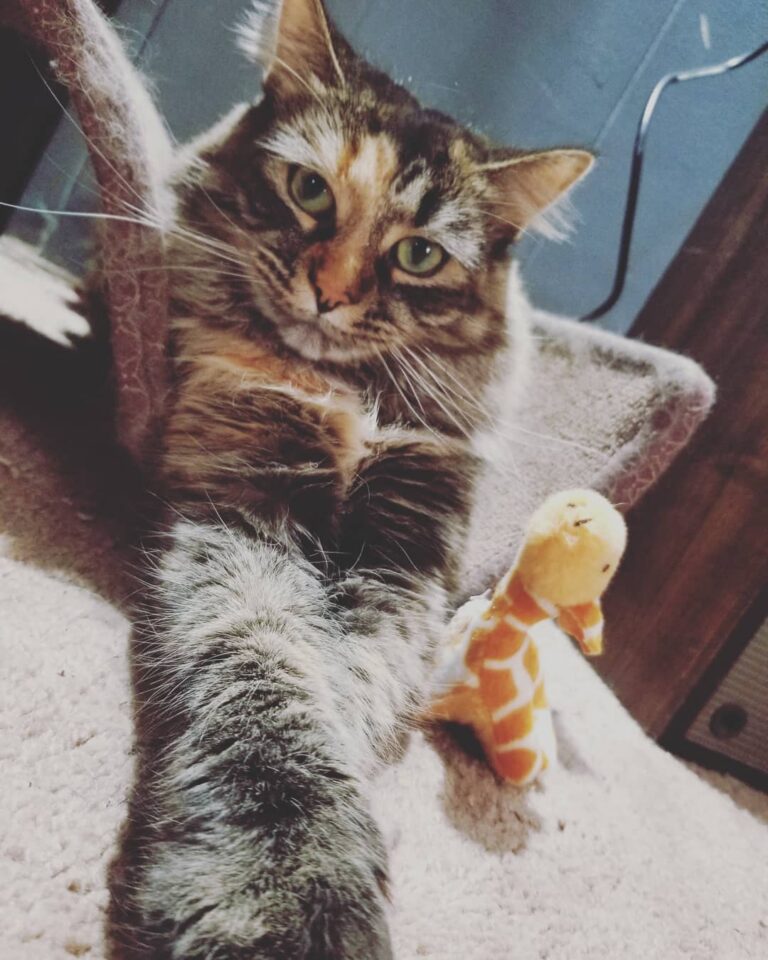 Her and her giraffe toy
