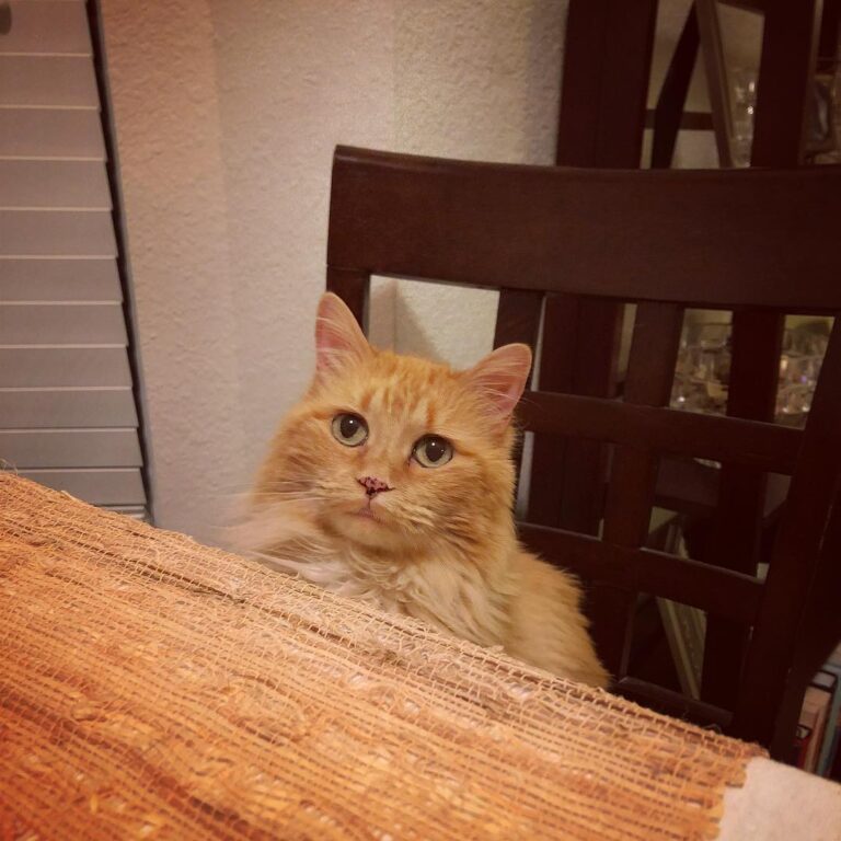 Her majesty is waiting to be served.