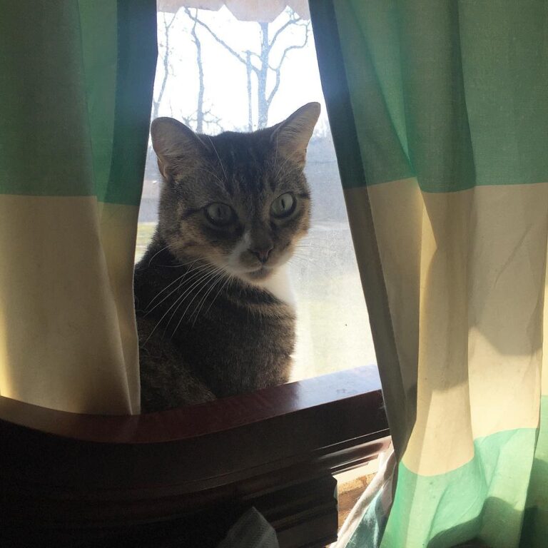 How much for the kitty in the window? Happy Caturday!!