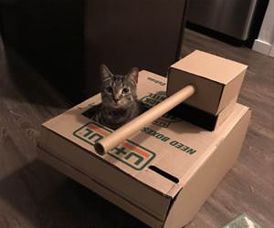 FunnyCatSite