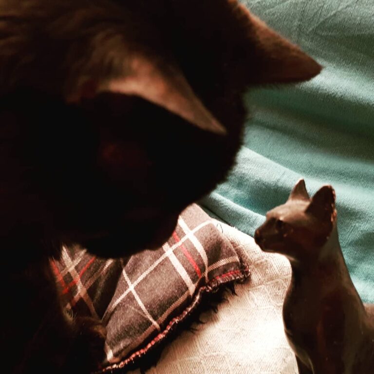 “In ancient times cats were worshipped as gods; they have not