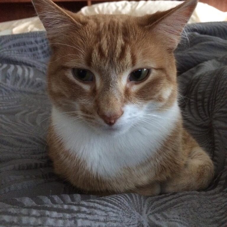 It’s my 7th birthday and I don’t look a day over 3. Happy birthday to