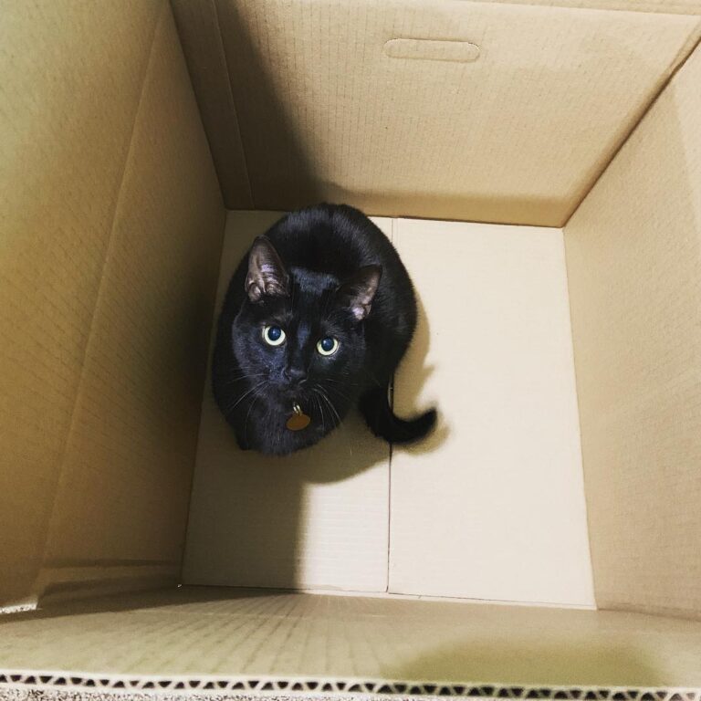 It’s my self in A Box .