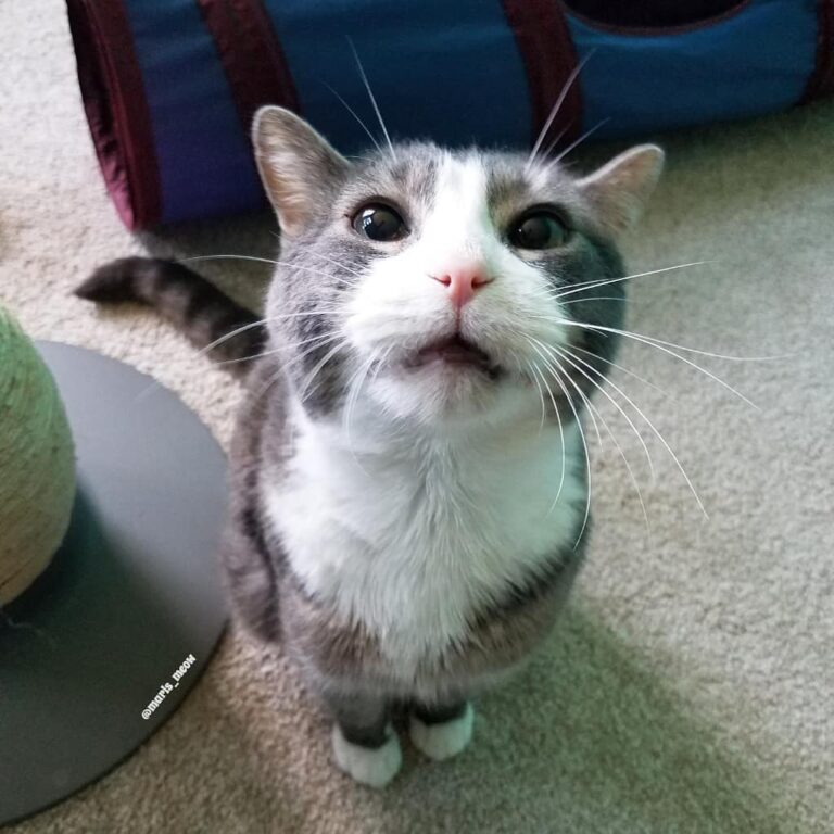 I’ve been yelling at Geordi all day. Human says I can’t con my way