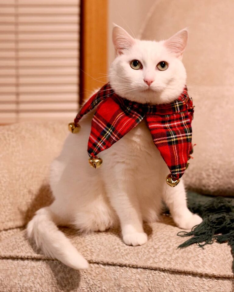 January is Christmas month 2.0 . . .