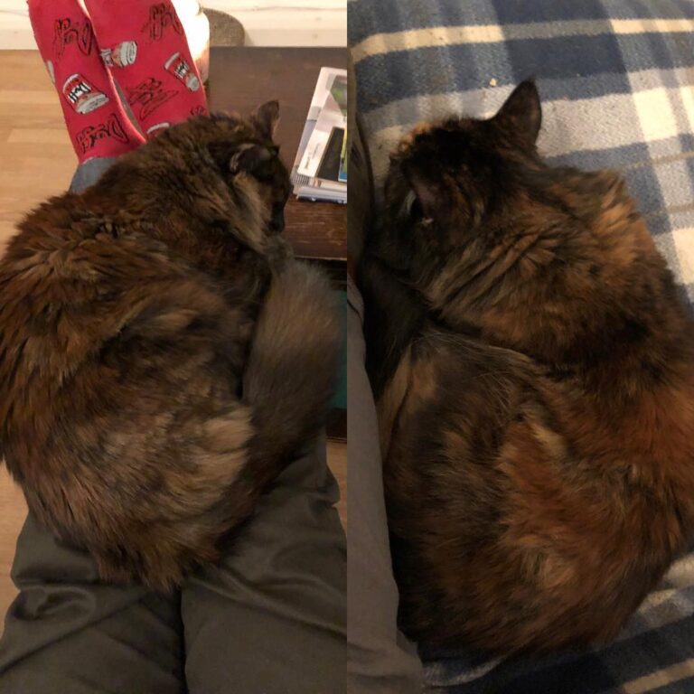 Just another day being a cat whisperer