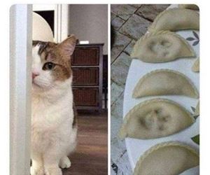 FunnyCatSite