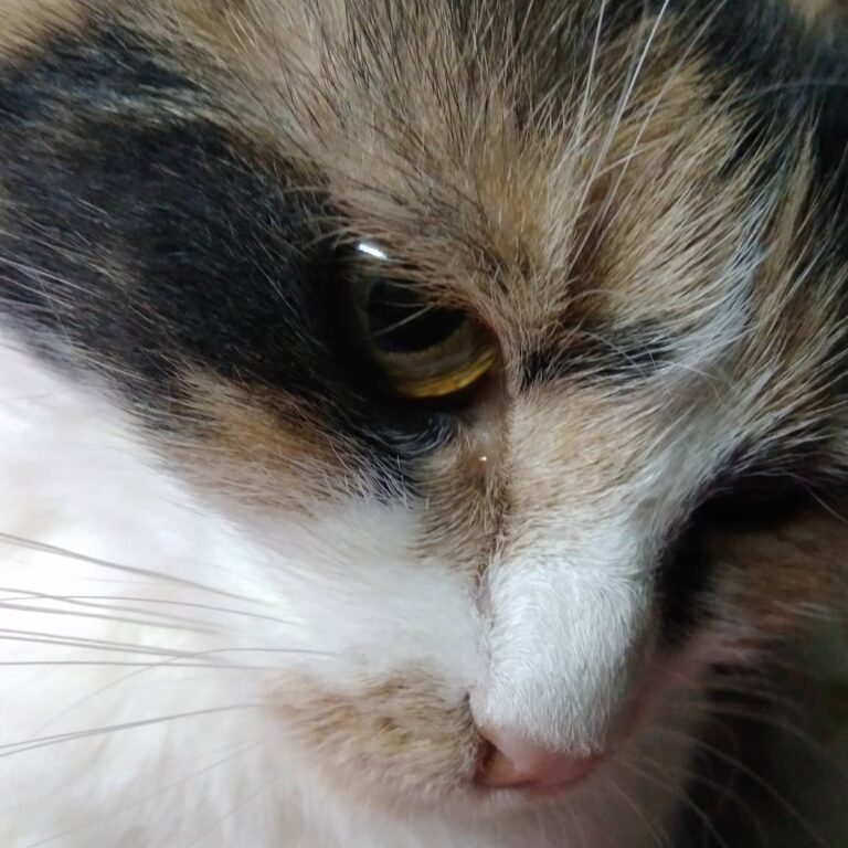 Lady Marlborough
