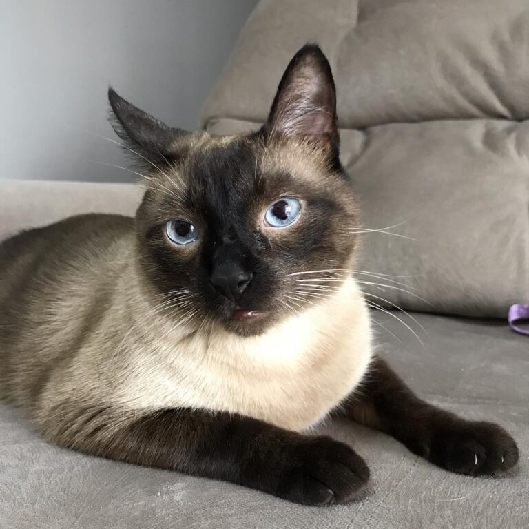 Cute Cat Moment