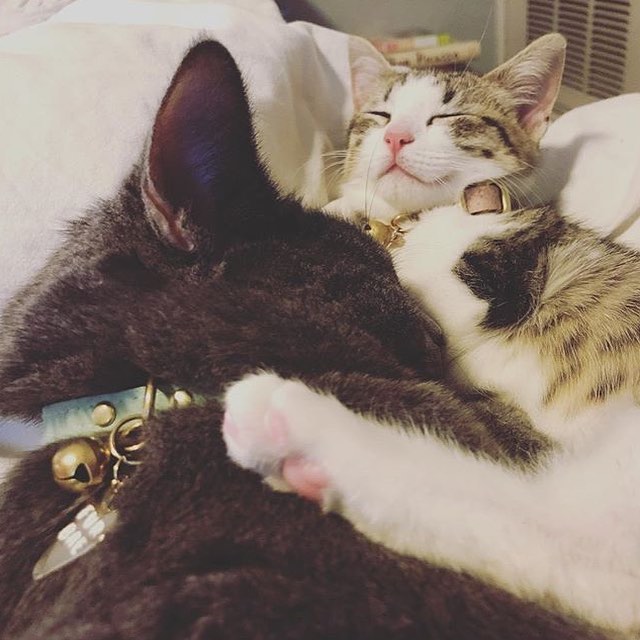 Look at these little lovebirds Butter and Noodles look like they are