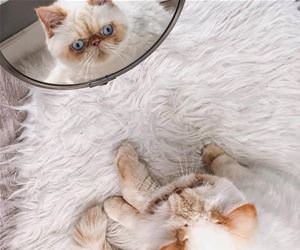 FunnyCatSite