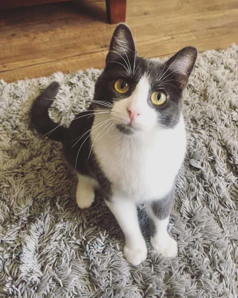 Loving the sun coming through the windows . #кот #котэ
