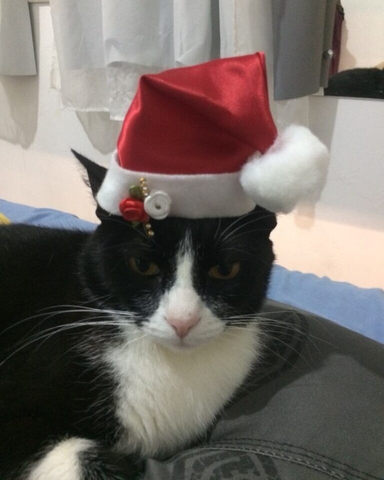 MOMENTO DO SEGUIDOR ESPECIAL DE NATAL: quando seus humanos estão