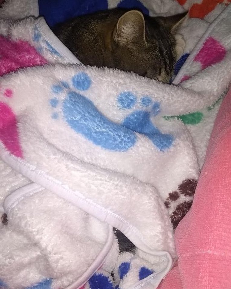 MOMENTO DO SEGUIDOR: O Charlie está passando pra desejar Boa tarde –