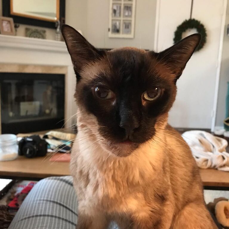 “Mahm, my food dish is empty. This injustice must stop.” -Hungry Otis