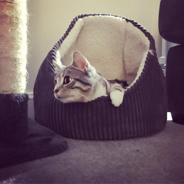 Mama says I’m the cutest kitty ever