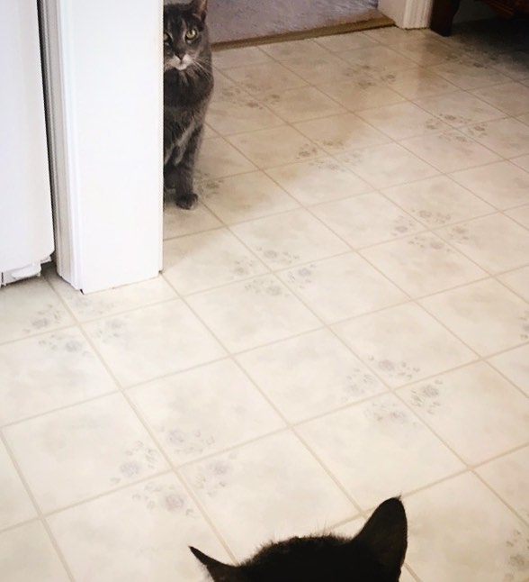 Meowmy, can we have more treats, pleeease?