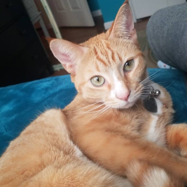 Cute Cat Moment
