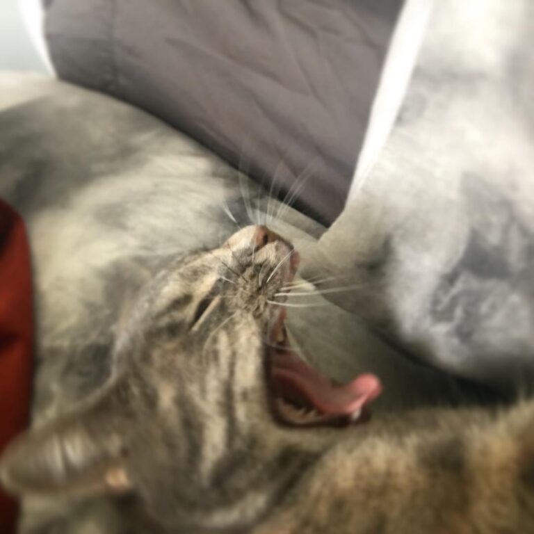 Momma let’s nap
